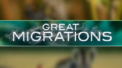 《动物大迁徒》(Great Migrations)硬盘版